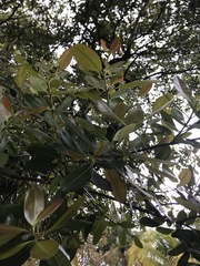 Calophyllum inophyllum