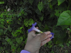 Ipomoea mitchelliae