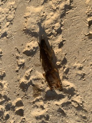 Neoscapteriscus borellii