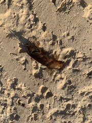 Neoscapteriscus borellii