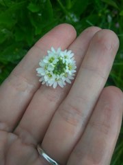 Berteroa incana