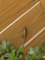Anolis sagrei