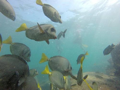 Razor surgeonfish (Prionurus laticlavius) — Acanthuridae