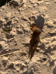 Neoscapteriscus borellii