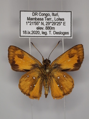 Osmodes laronia
