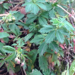 Alchemilla procumbens