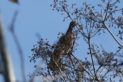 Patagioenas