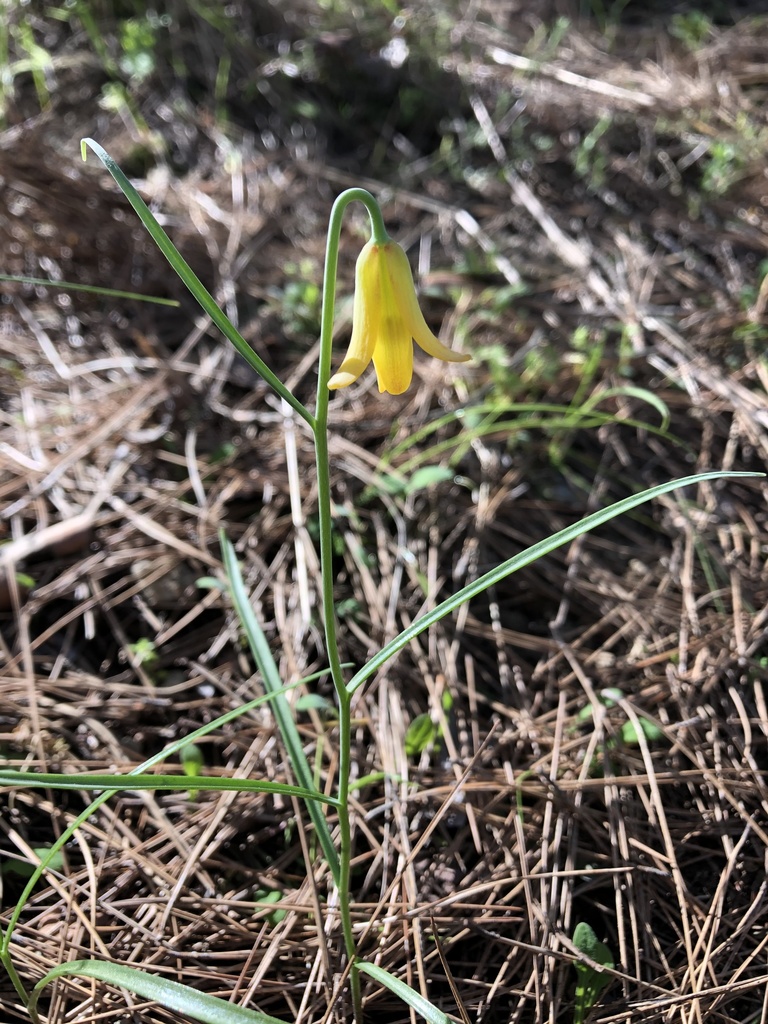 Fritillaria forbesii from Ölüdeniz, Фетхие, Мугла ил, TR on March 10 ...