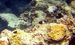 Pycnochromis dimidiatus