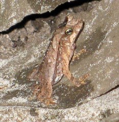 Rhinella castaneotica