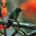 Green-bellied Hummingbird - Photo (c) upupamartin, some rights reserved (CC BY-NC-ND), uploaded by upupamartin