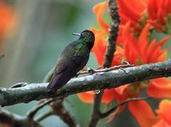 Saucerottia viridigaster
