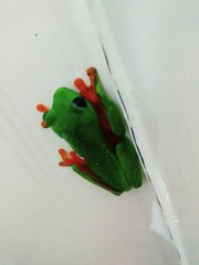 Agalychnis moreletii