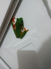 Agalychnis moreletii