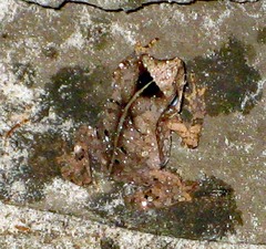 Rhinella castaneotica