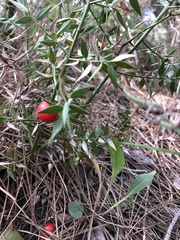 Ruscus aculeatus