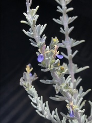 Salvia granatensis