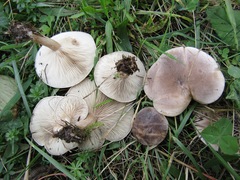 Lepista tomentosa