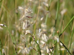 Melica decumbens