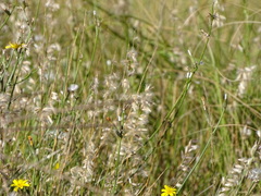 Melica decumbens