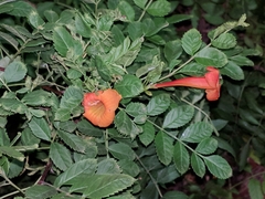 Tecomeae