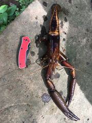 Macrobrachium americanum