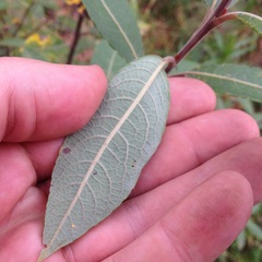 Salix paradoxa