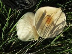 Melanoleuca strictipes