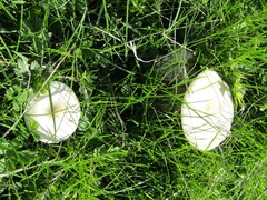 Melanoleuca strictipes