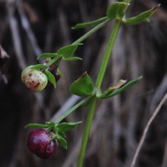 Galium aschenbornii