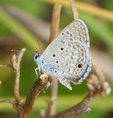 Hemiargus hanno hanno