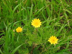 Anacyclus radiatus