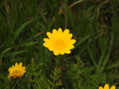 Anacyclus radiatus