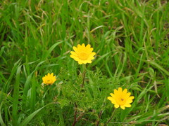 Anacyclus radiatus