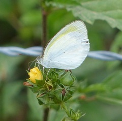 Eurema elathea flavescens