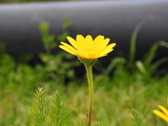 Anacyclus radiatus