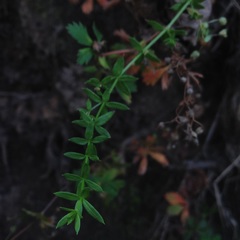 Galium aschenbornii