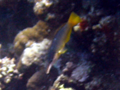 Gomphosus klunzingeri
