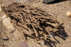 Clathria