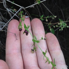 Galium aschenbornii