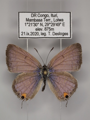 Euchrysops barkeri