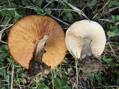 Melanoleuca cognata