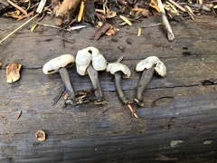 Cudonia grisea