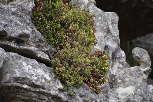Image of Gooseberry Heath (Erica halicacaba) by (c) Tony Rebelo, some rights reserved (CC BY-SA)