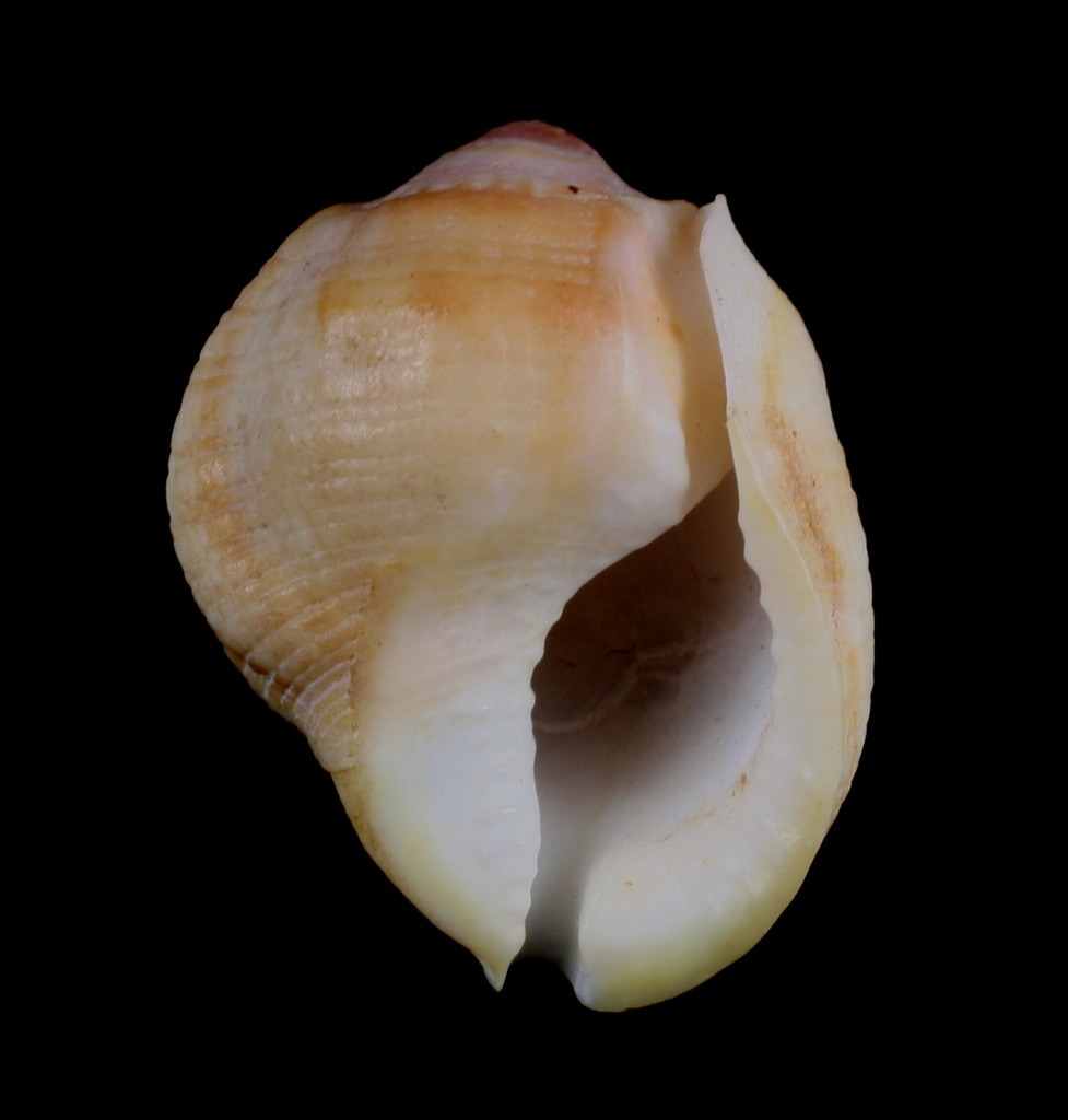 Aspa marginata