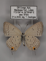 Euchrysops barkeri