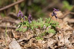 Corydalis solida solida