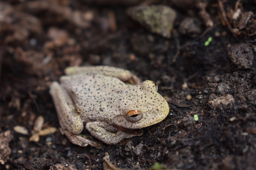 Small-eared Tree Frog