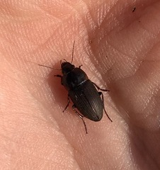 Anisodactylus rusticus