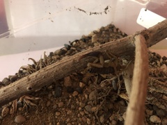 Centruroides chiapanensis